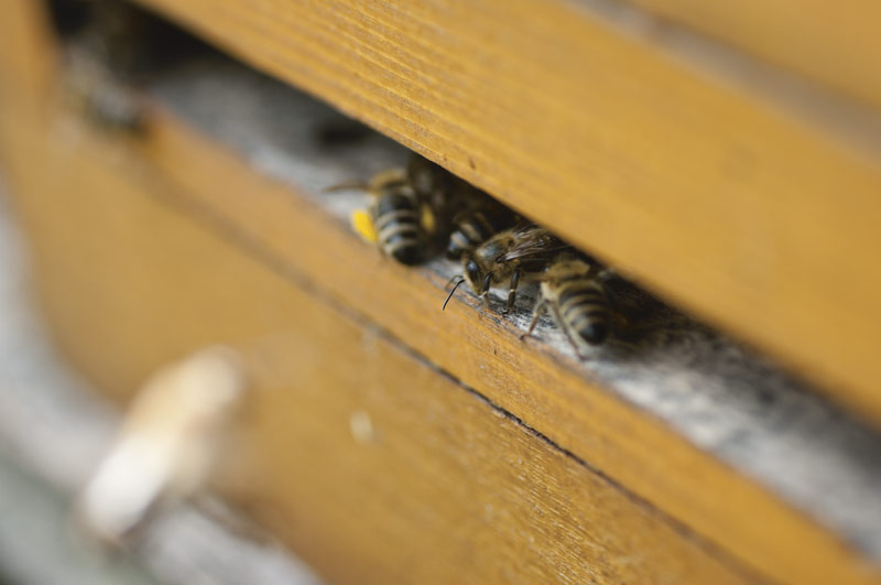 Flugbetrieb am Bienenkasten