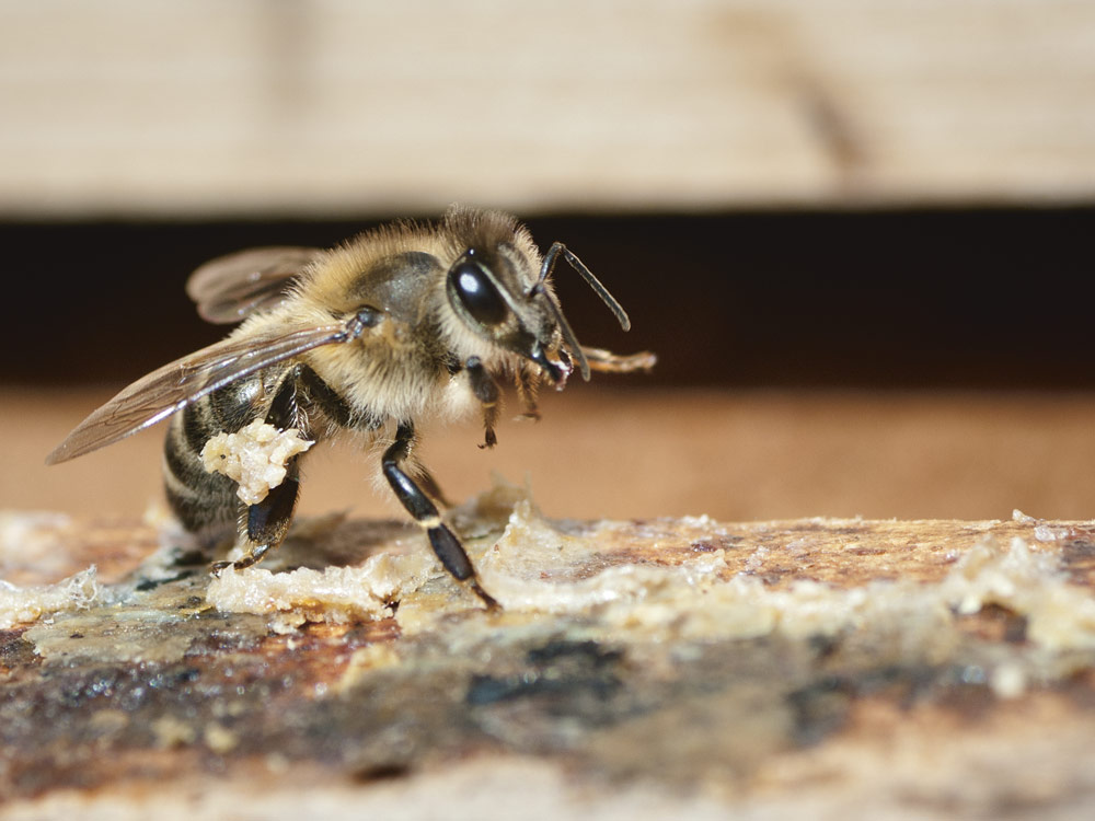 Nahaufnahme einer Biene