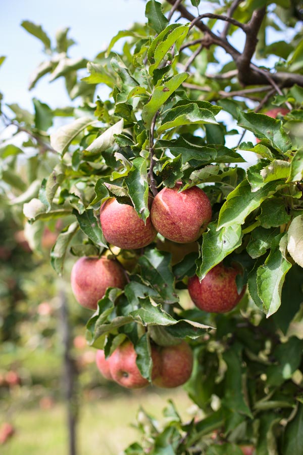 Reife Äpfel kurz vor der Ernte