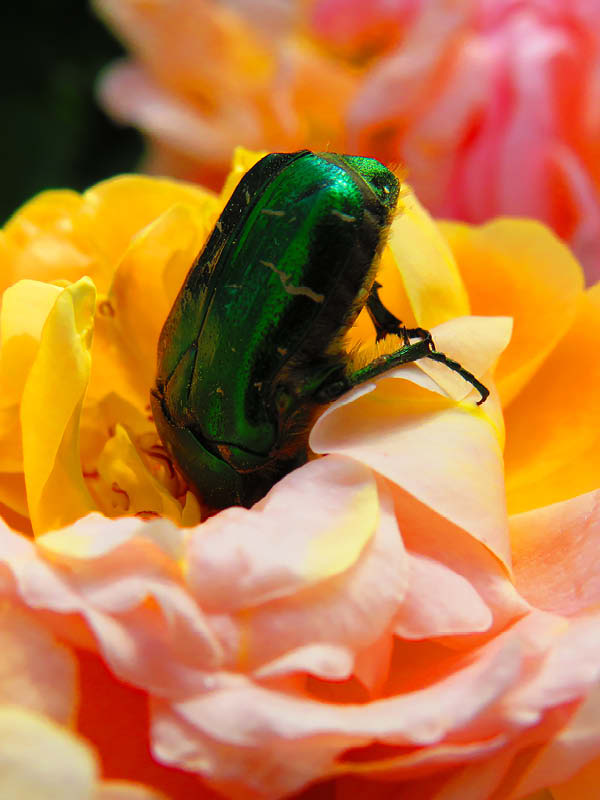 Hungriger Käfer in Blume