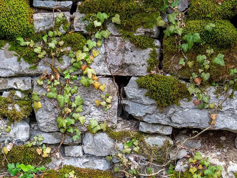Natursteinmauer Insekten Lebensraum