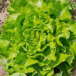 Frischer Bio-Salat auf dem Feld