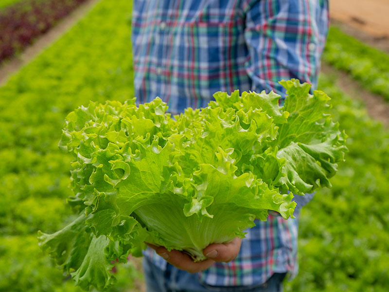 Pflückfrischer Bio-Salat direkt vom Feld