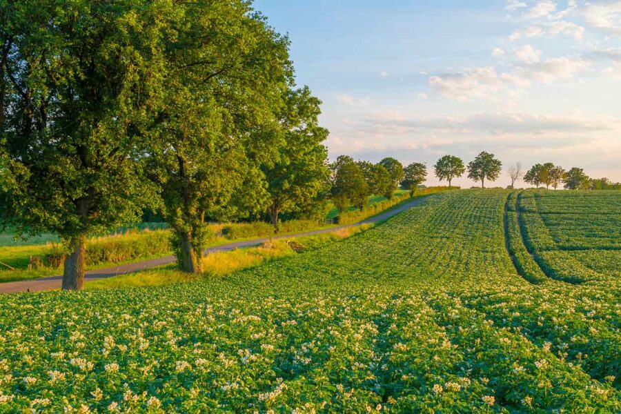 Biolandhof Borngässer in Schwabsburg – biologisch bewirtschaftetes Kartoffelfeld mit nachhaltigem Anbau für hochwertige Bio-Kartoffeln in Rheinhessen