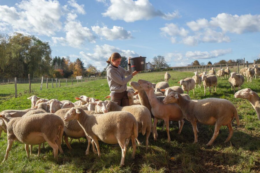 Auf der weitläufigen Weide des Kapellenhofs in Hammersbach rennen die Schafe neugierig auf Antonia Brasjno zu. Der regionale Bio-Hof ist Naturland-zertifiziert und bekannt für Schafhaltung und hofeigene Produkte.