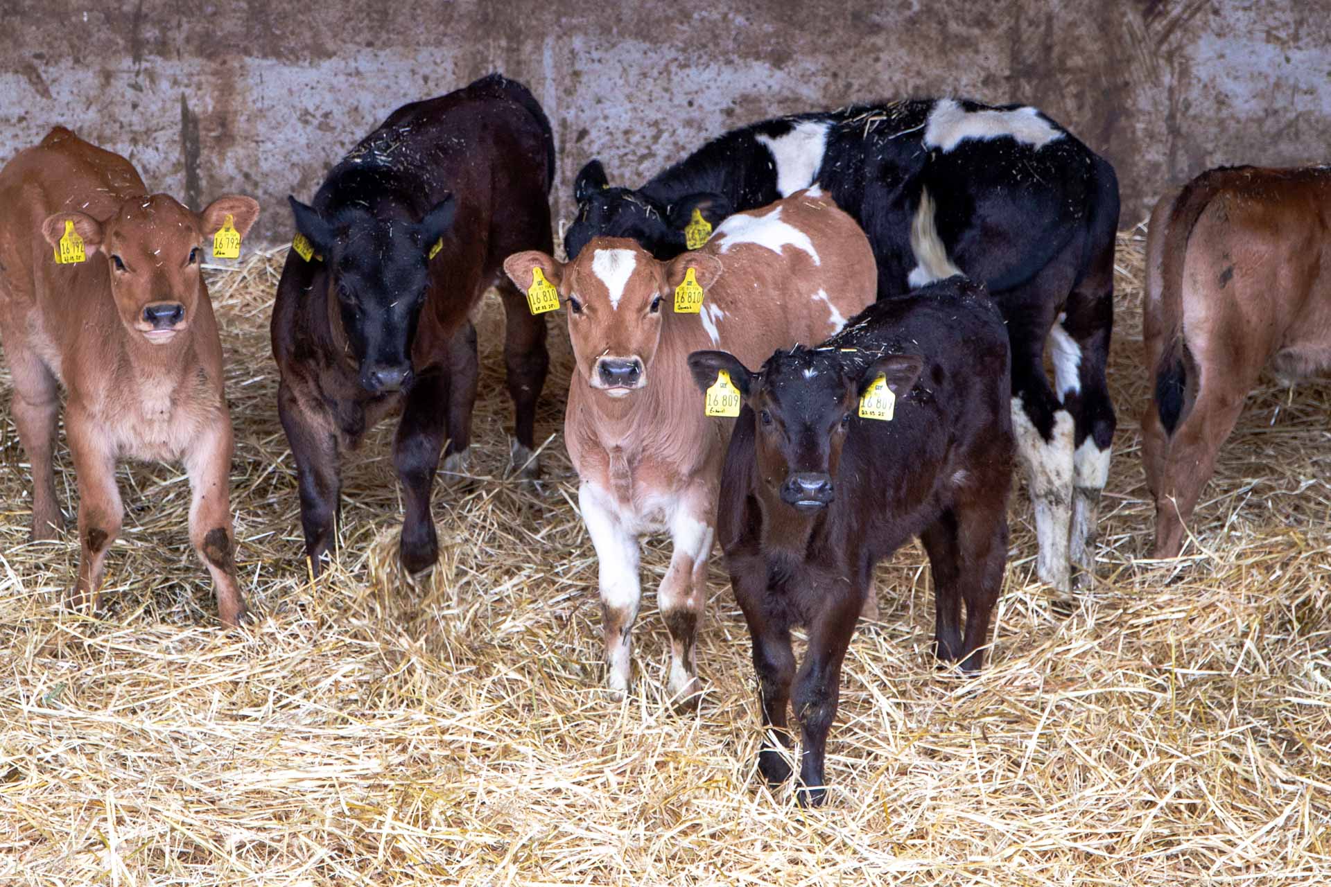 Käserin Ilka Ufer testet in der Käserei die Schafsmilch während des Pasteurisierungsprozesses anhand von Textur und Temperatur, um zu prüfen, ob sie bereit für die Weiterverarbeitung ist.