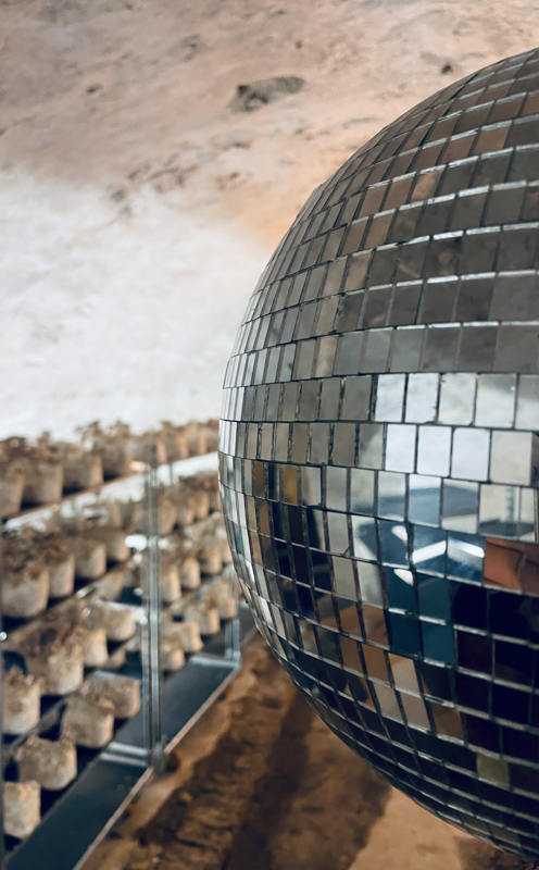 Im Vordergrund eine Discokugel die im Anschnitt die komplette rechte Bildhälfte ausfüllt. Im Hintergrund sind man die weißen Wände des Gewöbekellers und die Metallregale mit den Subtratblöcken. Auf den Blöcken wachsen Pilze.