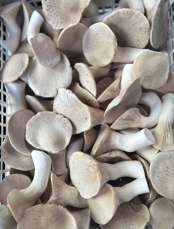 Nahaufnahme der Kräuterseitlinge mit makellosen Lamellen.